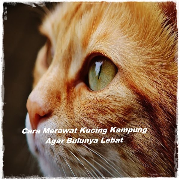 Cara Merawat Kucing Kampung Agar Bulunya Lebat Cara Merawat Kucing Kampung Agar Bulunya Lebat
