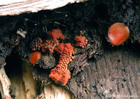 S. scutellata with a slime mould friend