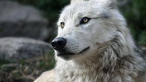 Serigala Yang Bodoh (Cerita Dari Mongolia)