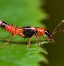 Waspada Paparan Racun Tomcat Berbahaya