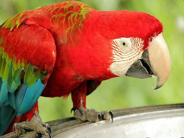 macaw colors, macaw parrot, blue macaw, blue and gold macaw, hyacinth macaw
