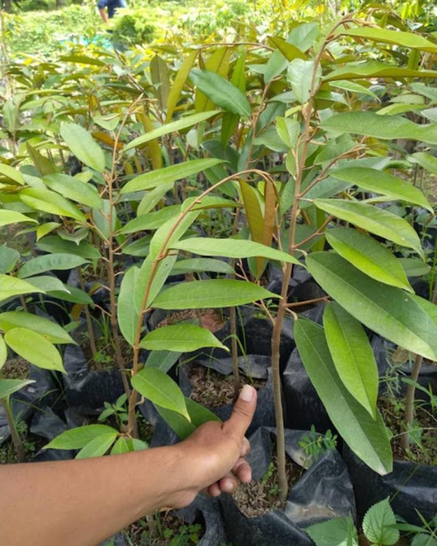 Bibit Durian Musangking Okulasi Murah Nusa Tenggara Barat