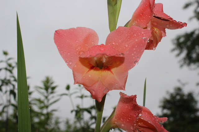 deep pink perfect focus same gladiolus bloom