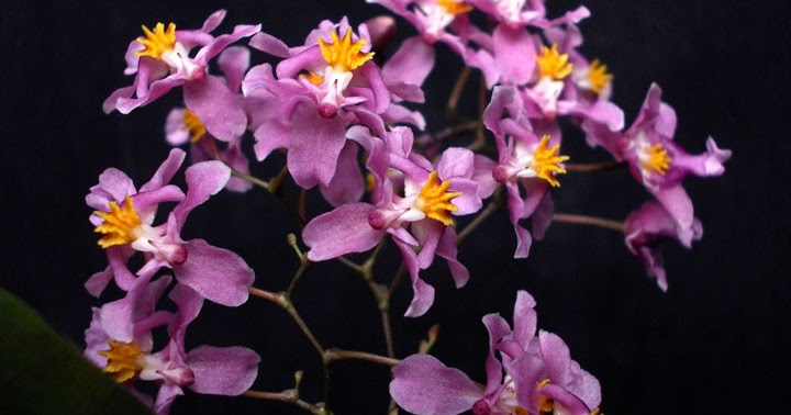 Orquídeas no Apê: Orquídeas Perfumadas