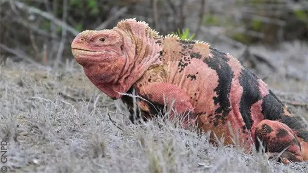 iguana-rosada-galapados