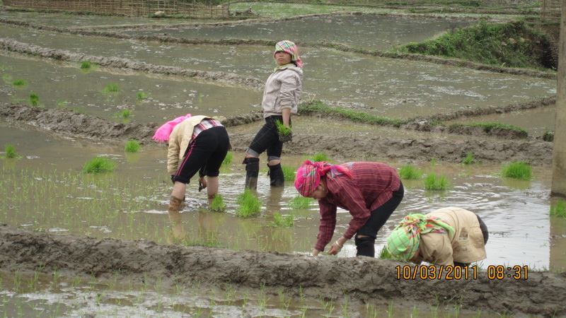 Du lịch Tú Lệ, Yên Bái