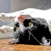 the cat Pintas delights in the sun