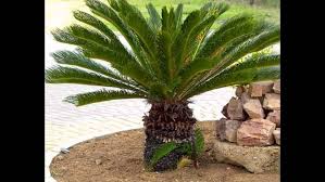 أهم أشجار الزينة وأنواعها. انقر على زراعة