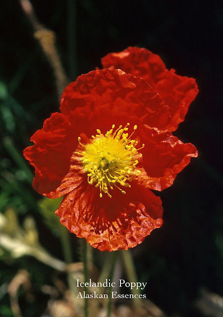 Bloesemtherapie: Icelandic Poppy