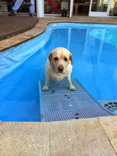 cães sair de piscinas