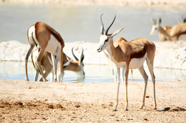 Safari no Parque Nacional de Etosha (um paraíso para ver vida selvagem em África) | Namíbia