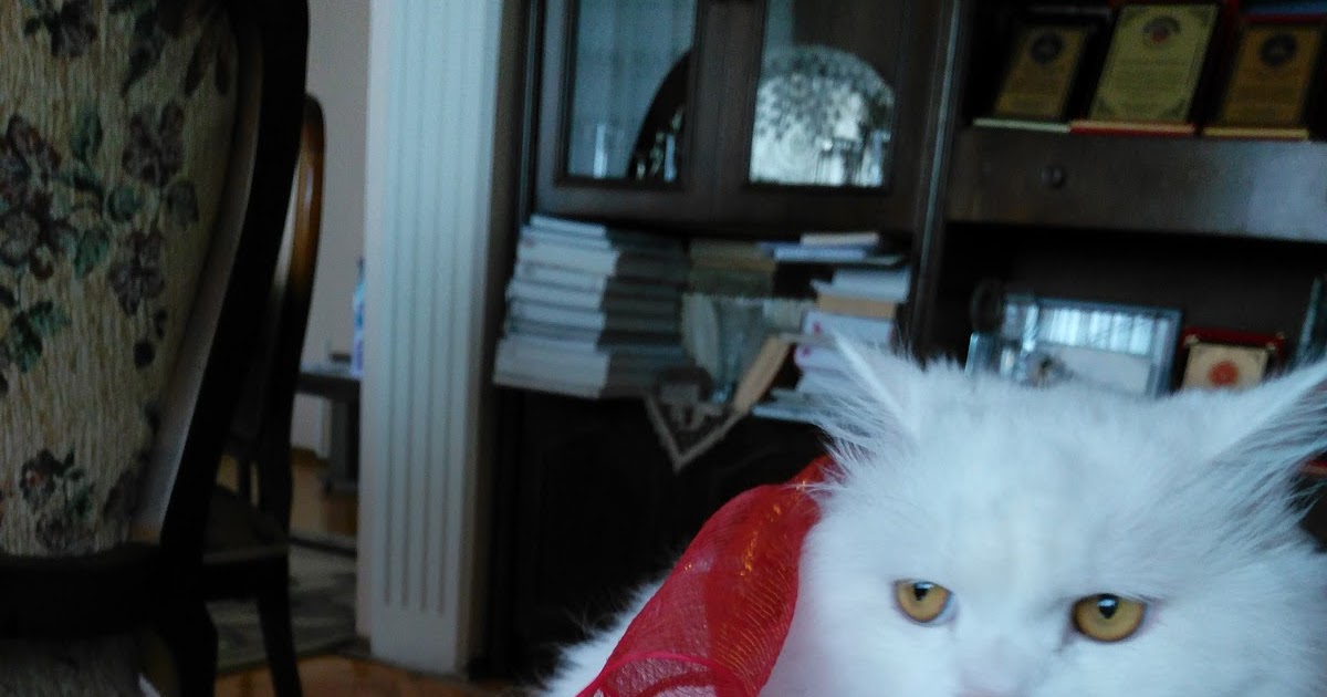 GÜNER DİNÇASLAN KEDİ GÜNLÜKLERİ 28