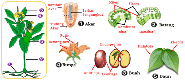 Fotosintesis hanya terjadi pada bagian tumbuhan yang mengandung