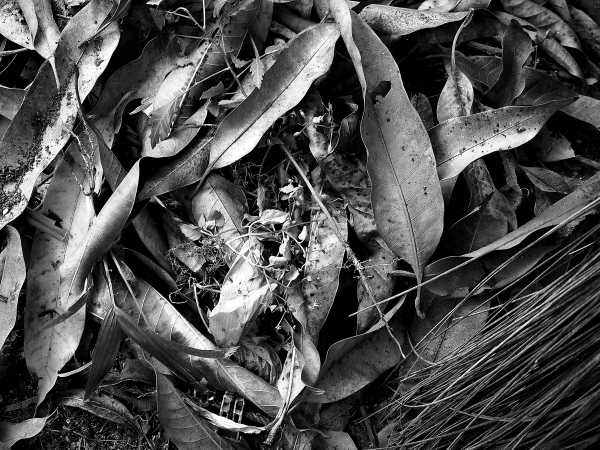 OV3: Post-processing B&W Images OV3: Post-processing B&W Images