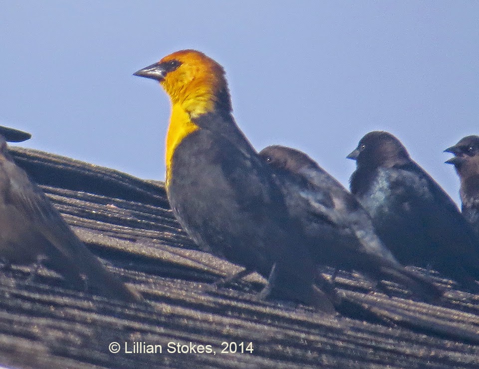 STOKES BIRDING BLOG The Wild West come to the NH Coast, Rare Birds!