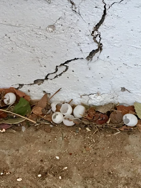 lizard eggs, Arizona