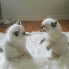222.gif