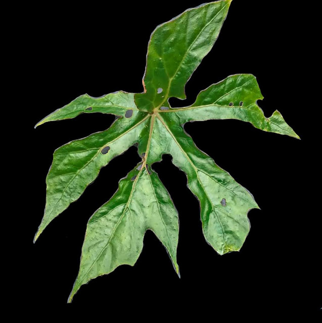 Begonia langbianensis Baker f.,