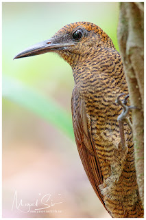 Northern Barred Woodcreeper (Dendrocolaptes sanctithomae)