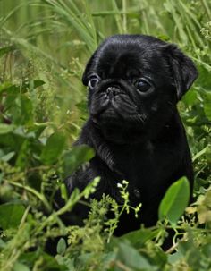 black pug black pug