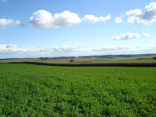 alfalfa-field