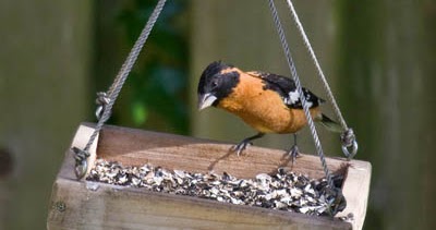 What Is The Best Sunflower Seed For Birds What Birds Are In My Backyard
