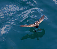 Diving Storm Petrel Saved by San Cristobal Wind Project