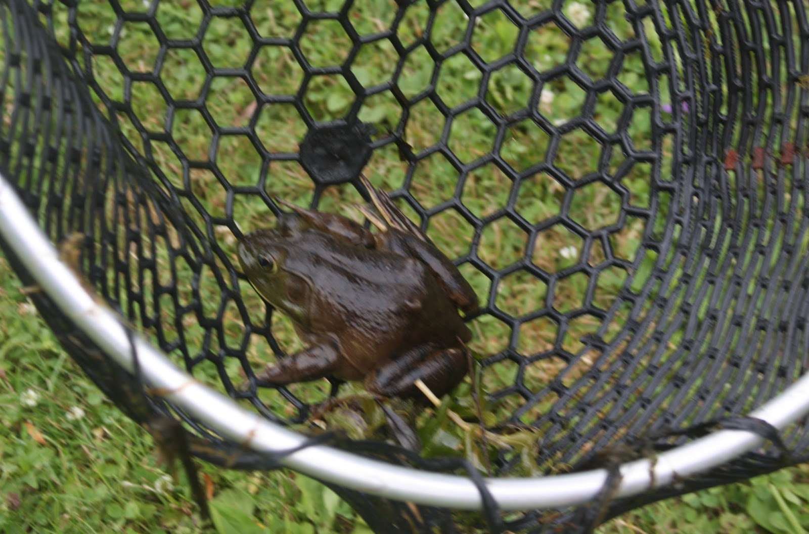 The Evolving Elseners Bullfrog Hunting