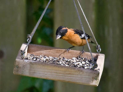 Photo of Black-headed Grosbeak at bird feeder