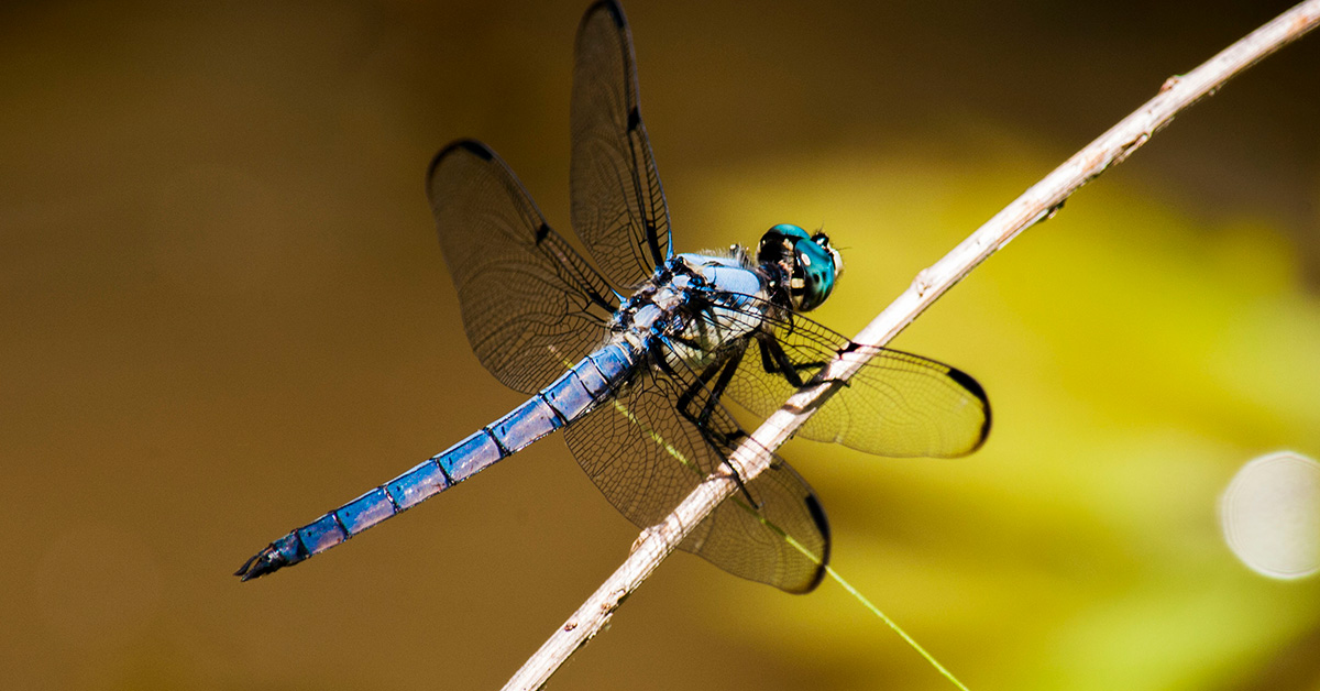 Dragonfly facts, Anisoptera species, habitat & classifications