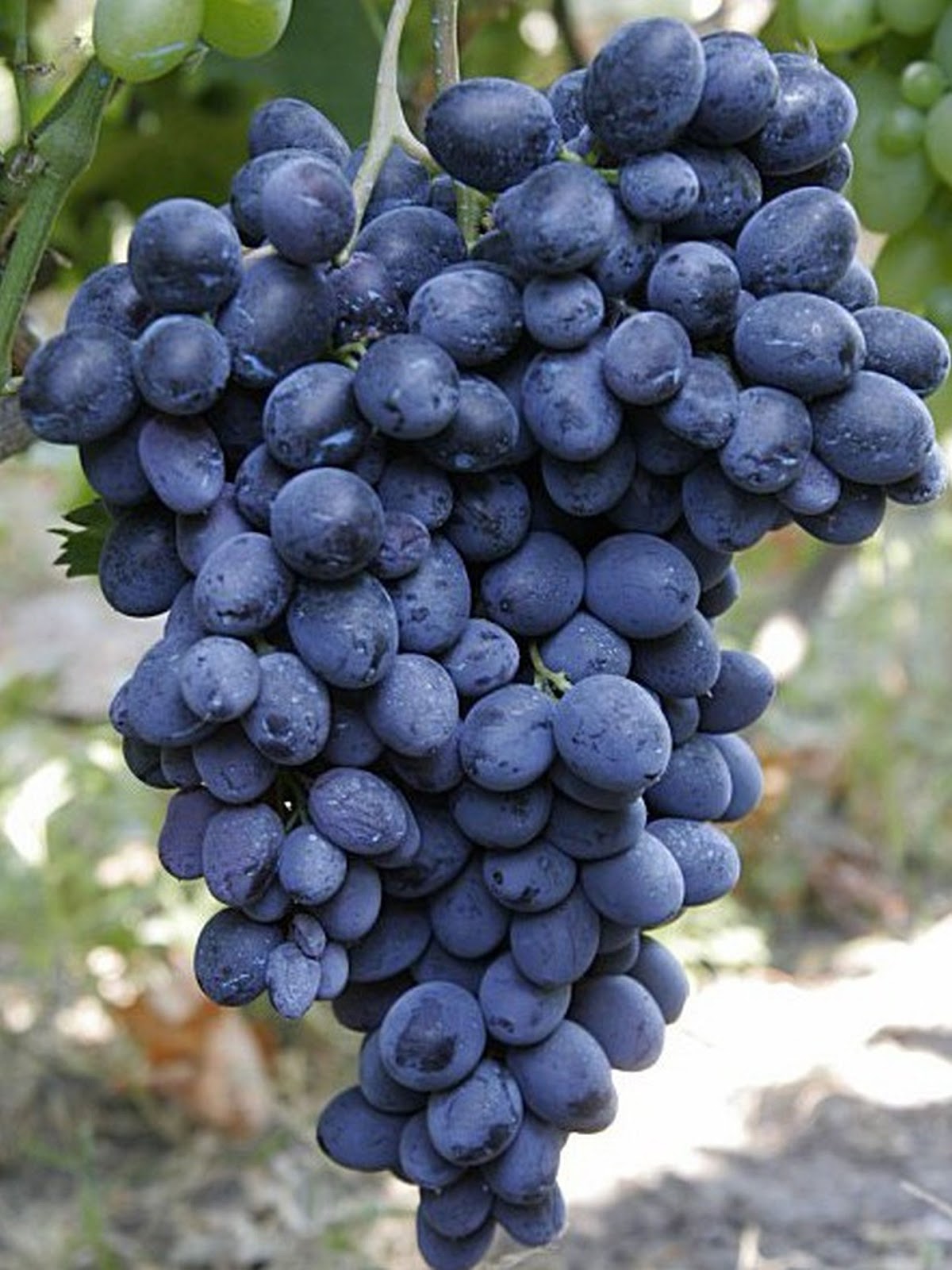 виноград вв