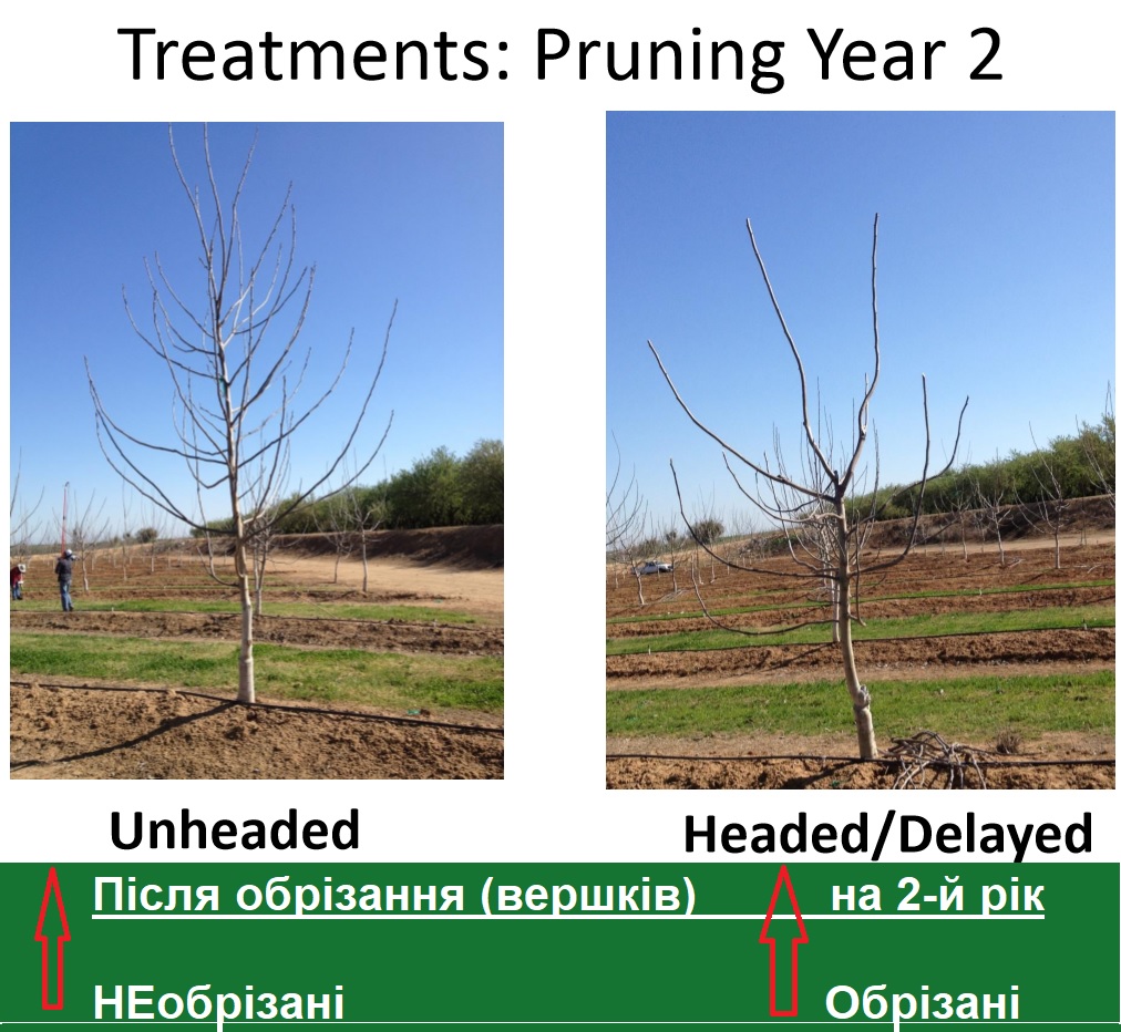 4. Видаліть хворі або пошкоджені гілки