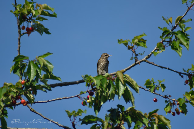 Amselweibchen auf Kirschbaum
