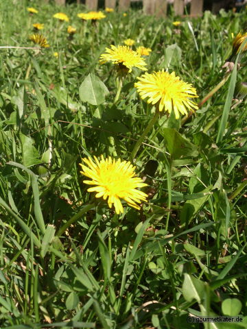 Löwenzahn