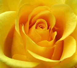 yellow roses rose