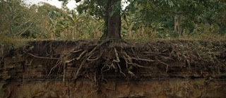 Keep Share ! Benefits of Mango Root For Humans - Healthy T1ps Keep Share ! Benefits of Mango Root For Humans - Healthy T1ps