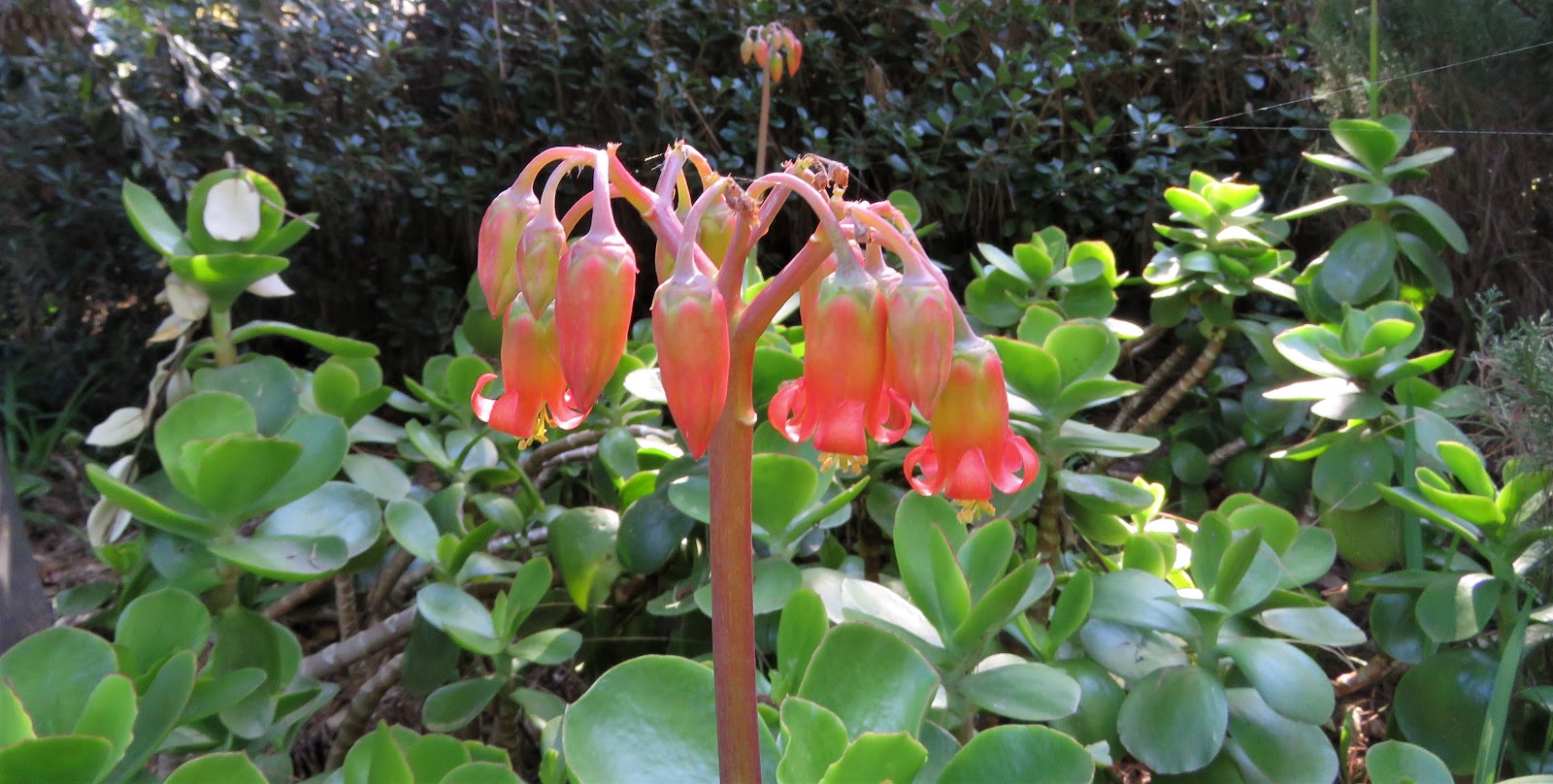 Trying not to make a Pig's Ear of naming it