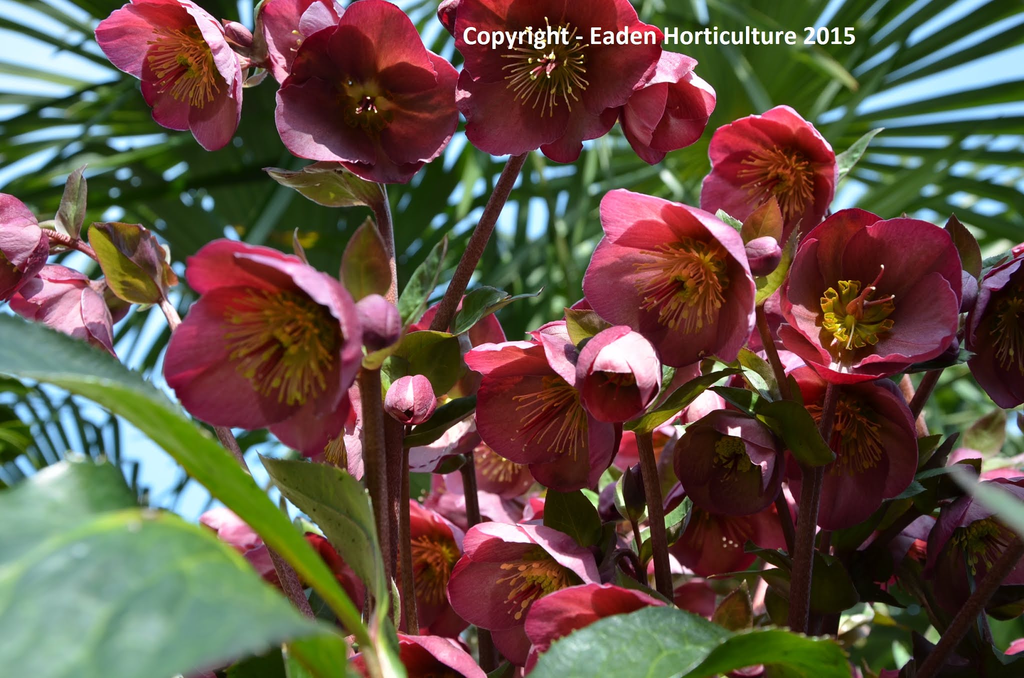 WHEN SHOULD HELLEBORES BE CUT BACK? The Garden of Eaden