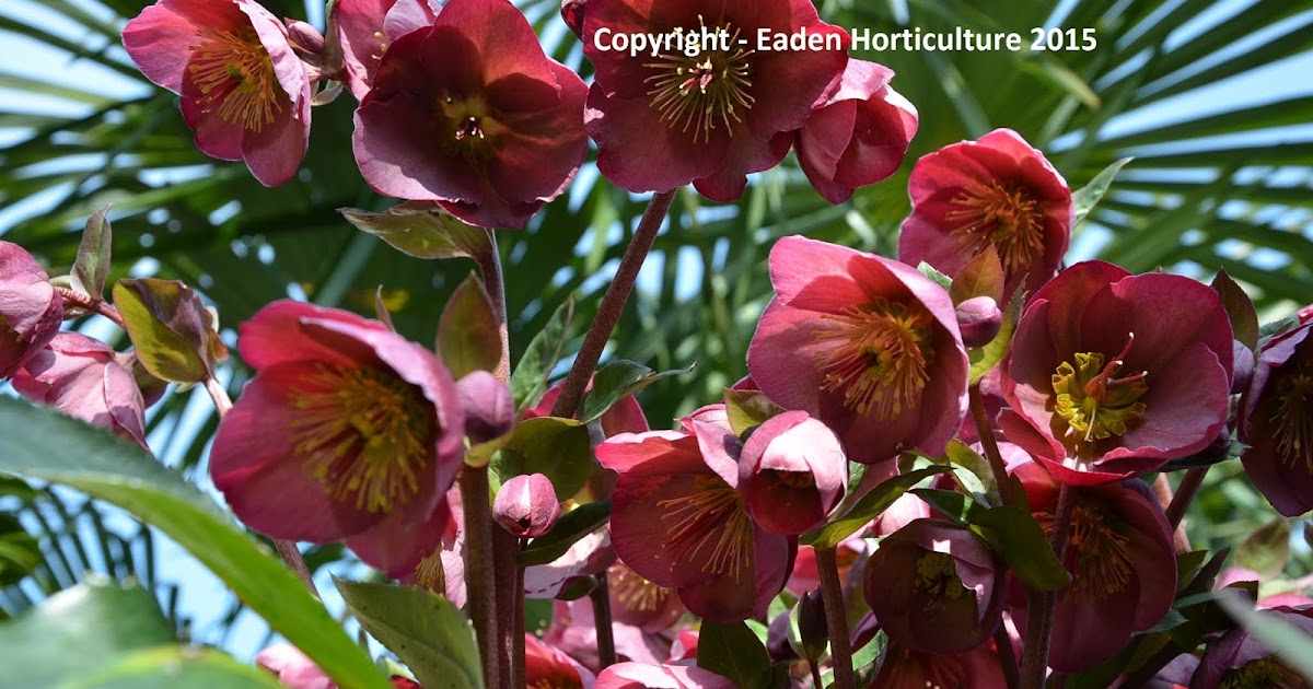 WHEN SHOULD HELLEBORES BE CUT BACK? The Garden of Eaden