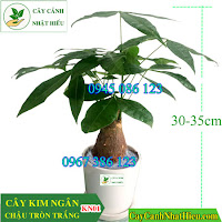 Cây kim ngân chậu tròn trắng nhỏ  160k