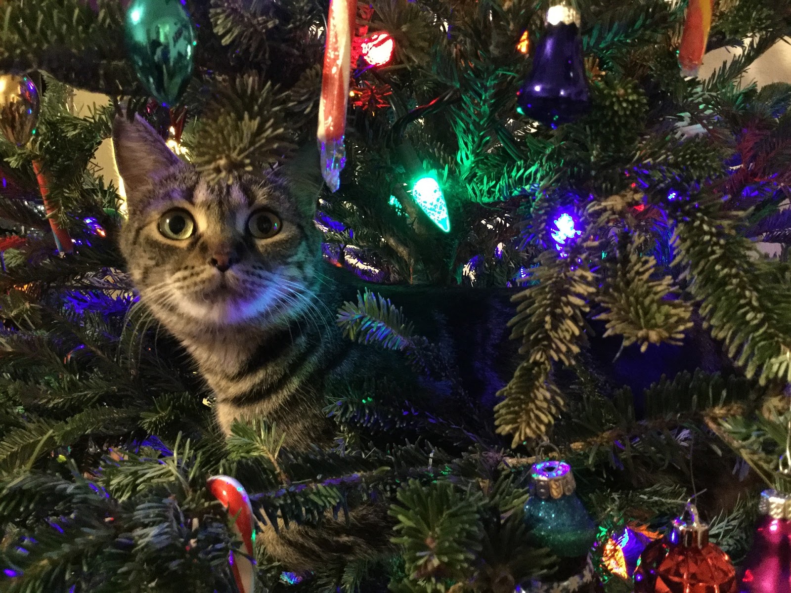 Designer Home Décor by Susan Decorating Christmas Tree with Cat Ornaments
