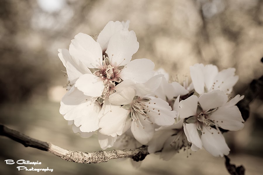 Through the Lens of My Camera: Almond Orchard