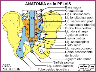 Ligamentos de la pelvis (vista dorsal).