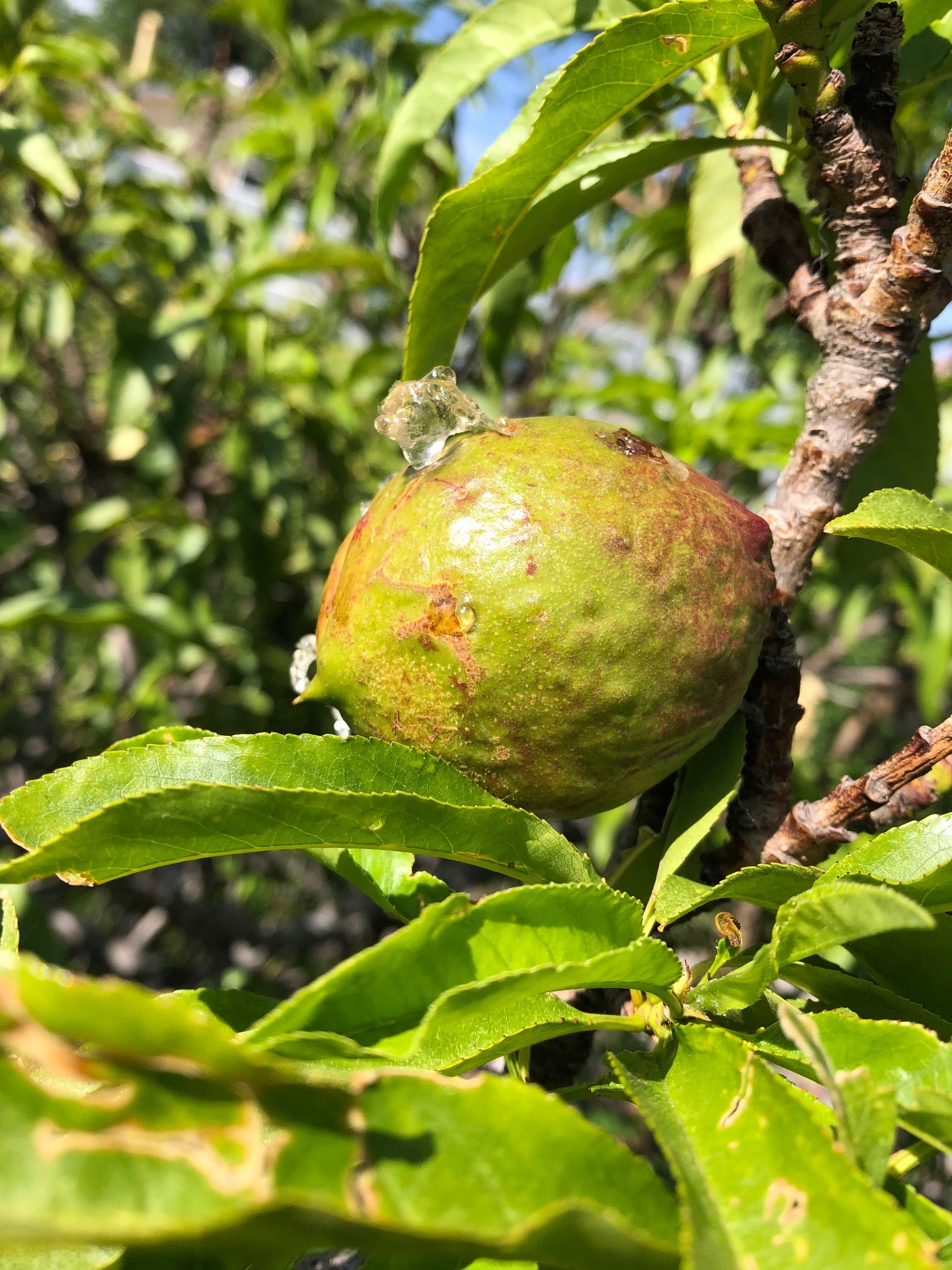 2021 UPDATE Nectarine Sap Exudate from Tiny Holes in Peel Created