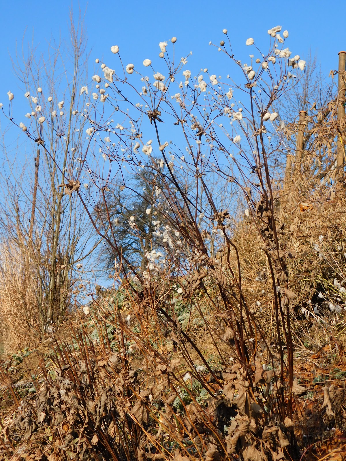 Der Garten im Januar&hellip;