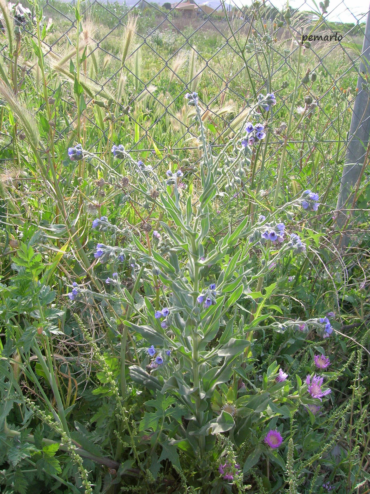 Plantas de Murcia: CYNOGLOSSUM CRETICUM (Lengua de perro) EXTENDIDA POR