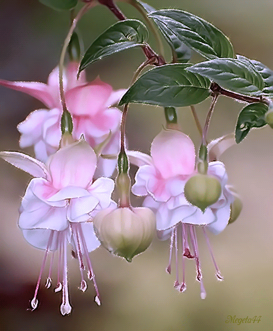 Decent Image Scraps Flower Animation