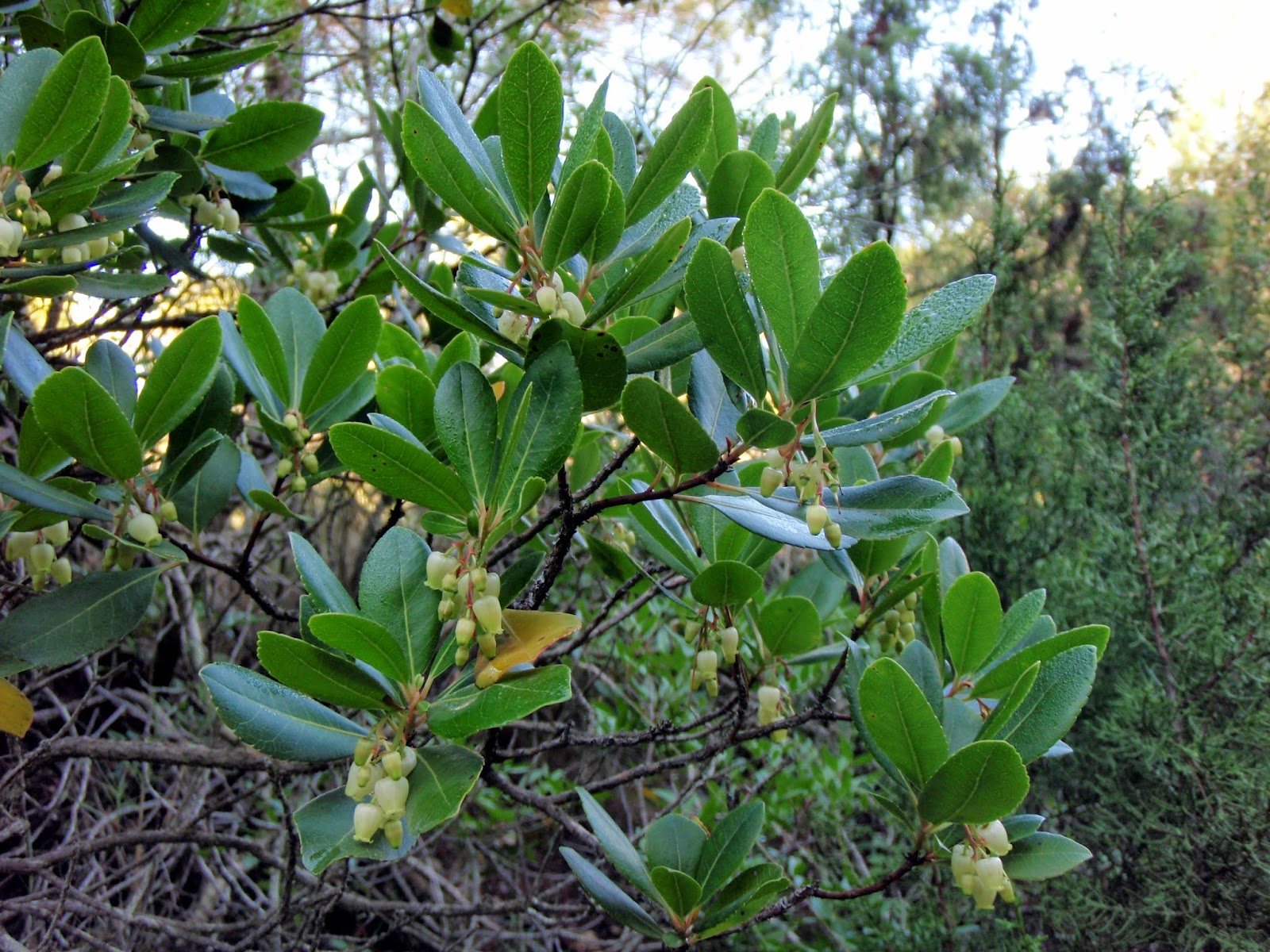 Donde muere el Matarraña