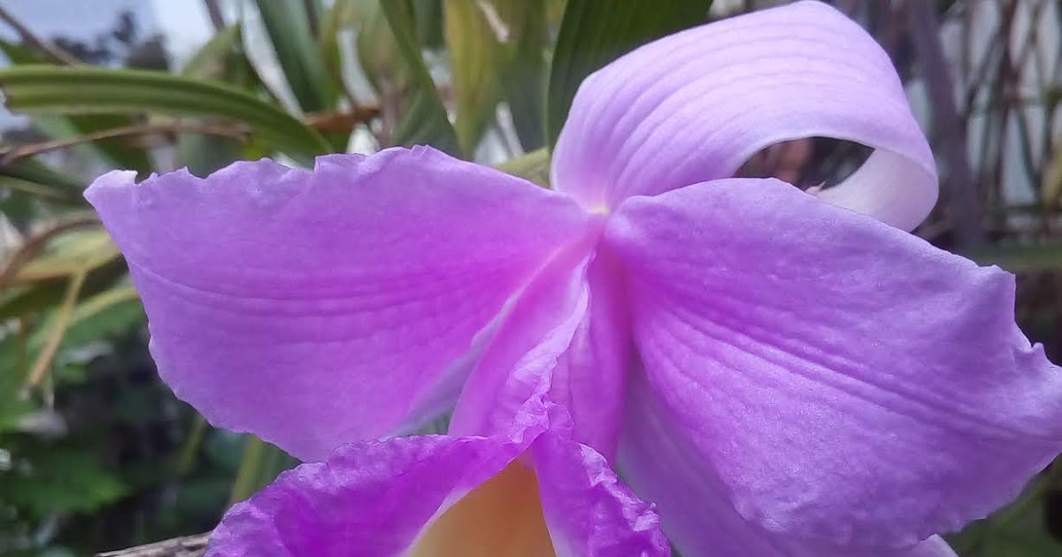 Diário do Orquidófilo Sobralia macrantha