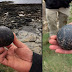 Hallan en Escocia dos extrañas esferas de piedra dentro de una antigua pirámide